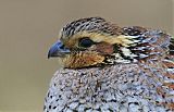 Northern Bobwhite